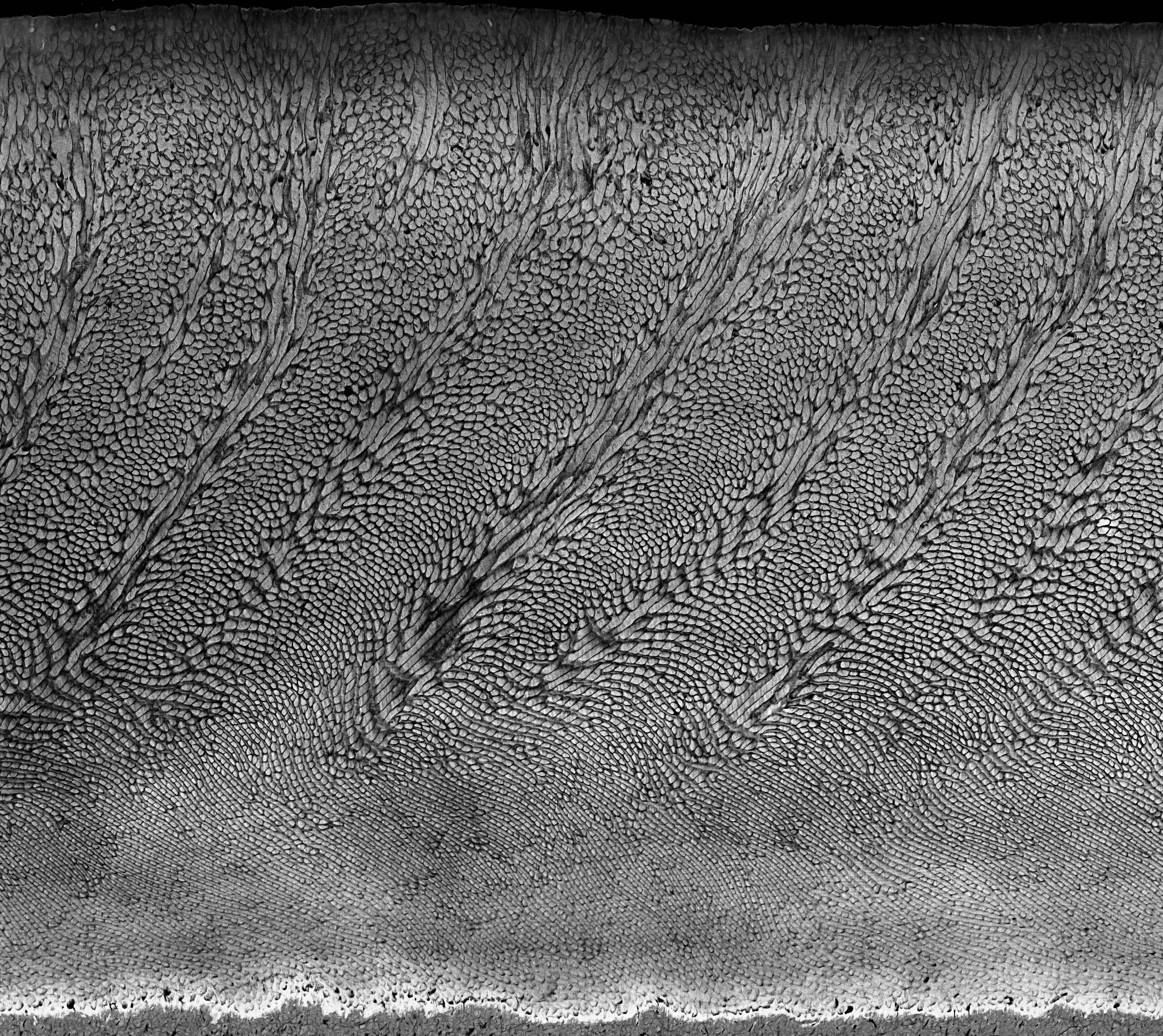Tooth microstructure detail